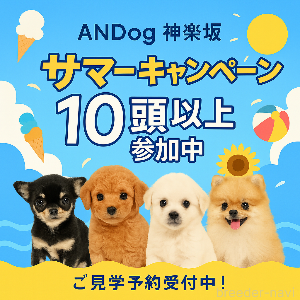 成約済の東京都のミックス犬-397563の4枚目